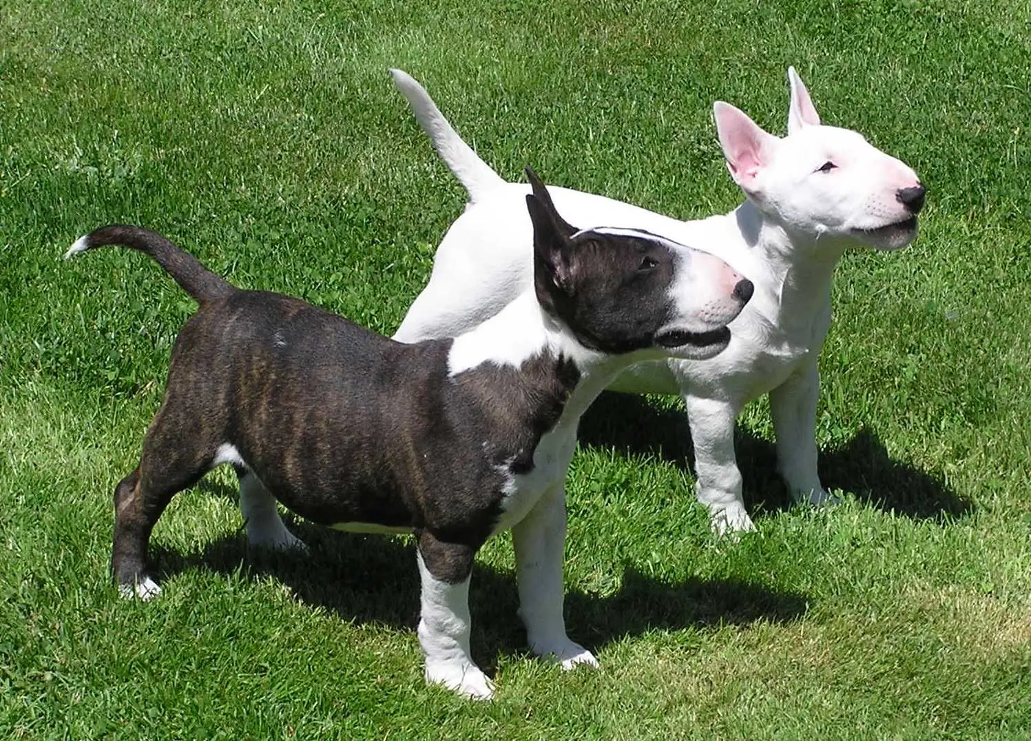 Bull Terrier showing key physical traits and temperament
