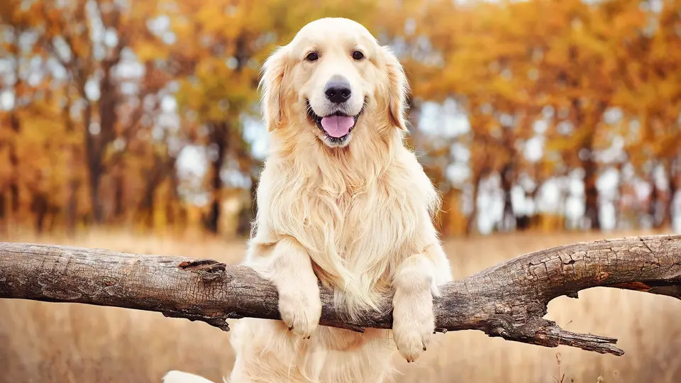 Golden Retriever