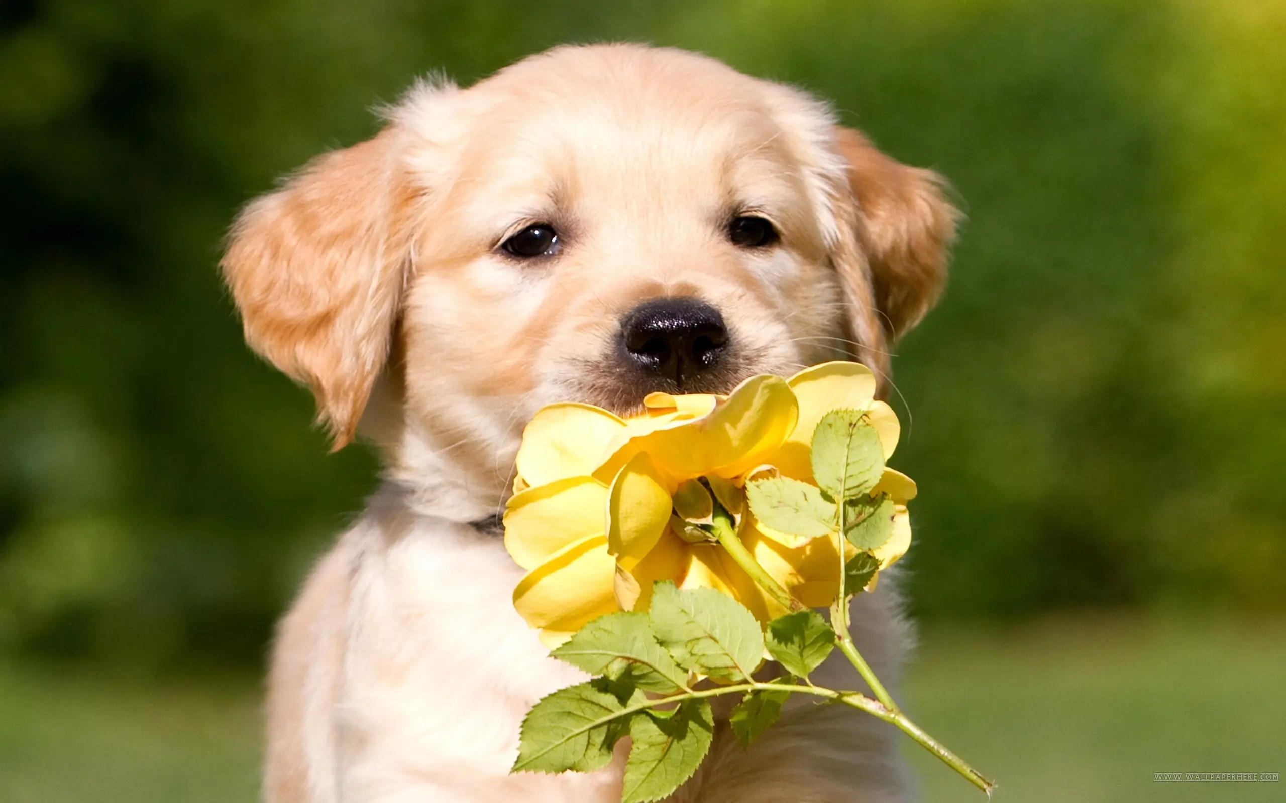 Golden Retriever Puppy