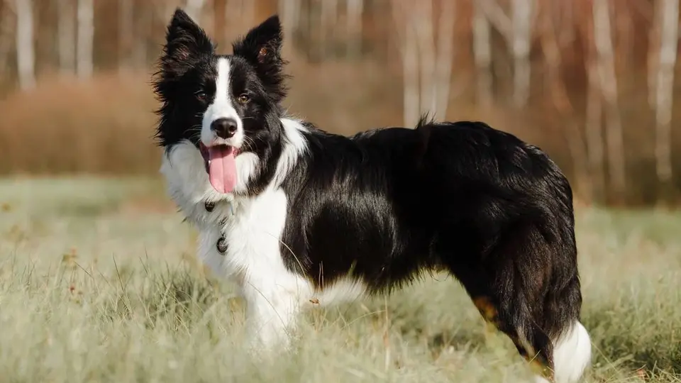 Border Collie Breed