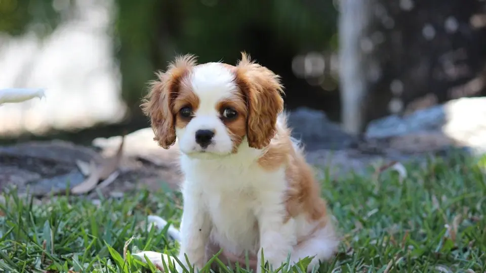 Small Spaniel Dog Breeds