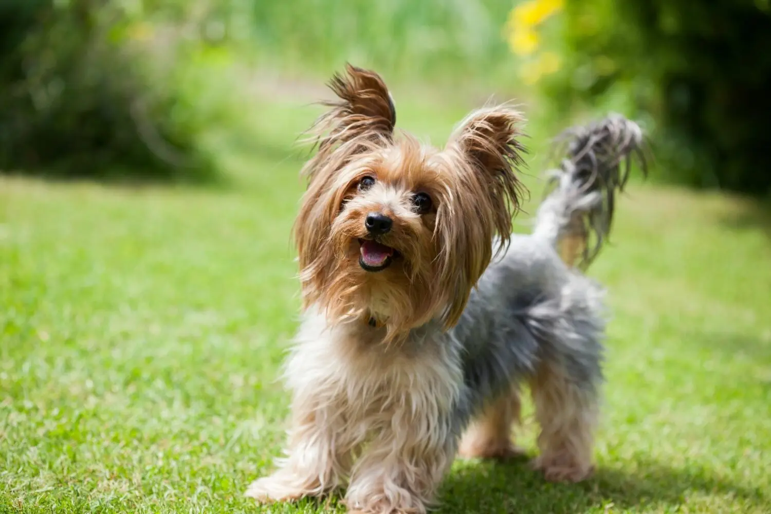 A dog for a family with children, a Yorkie