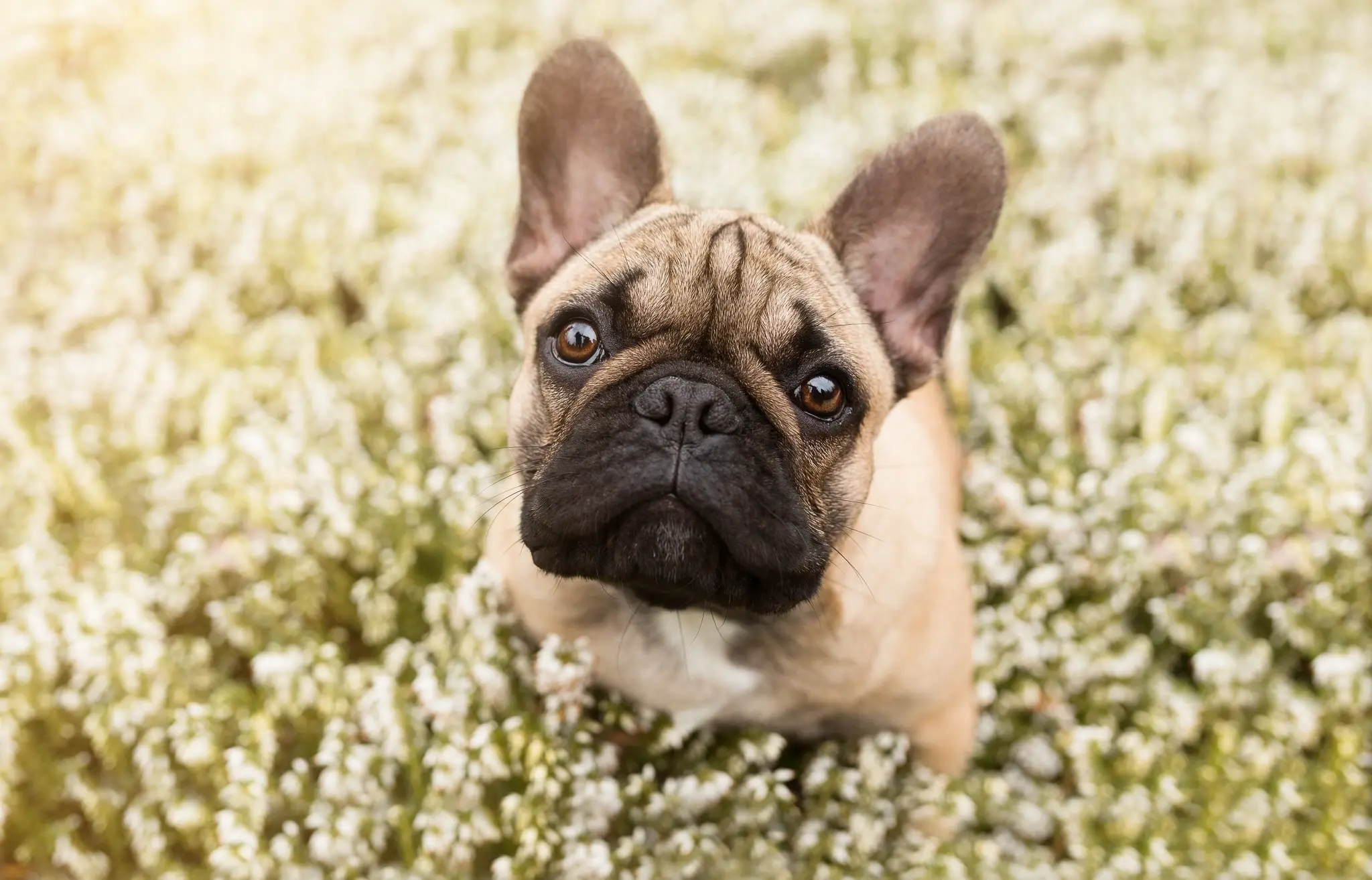 Small dog breeds French Bulldog
