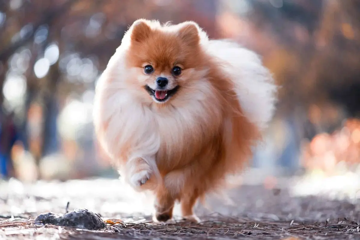 Dog for a family with children Pomeranian Spitz