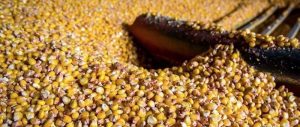 Сушка кукурудзи – економія та вартість процесу